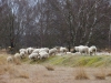 Beheer en behoud Groote Heide