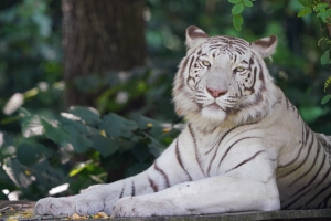 Afscheid van iconisch dier bij ZooParc Overloon